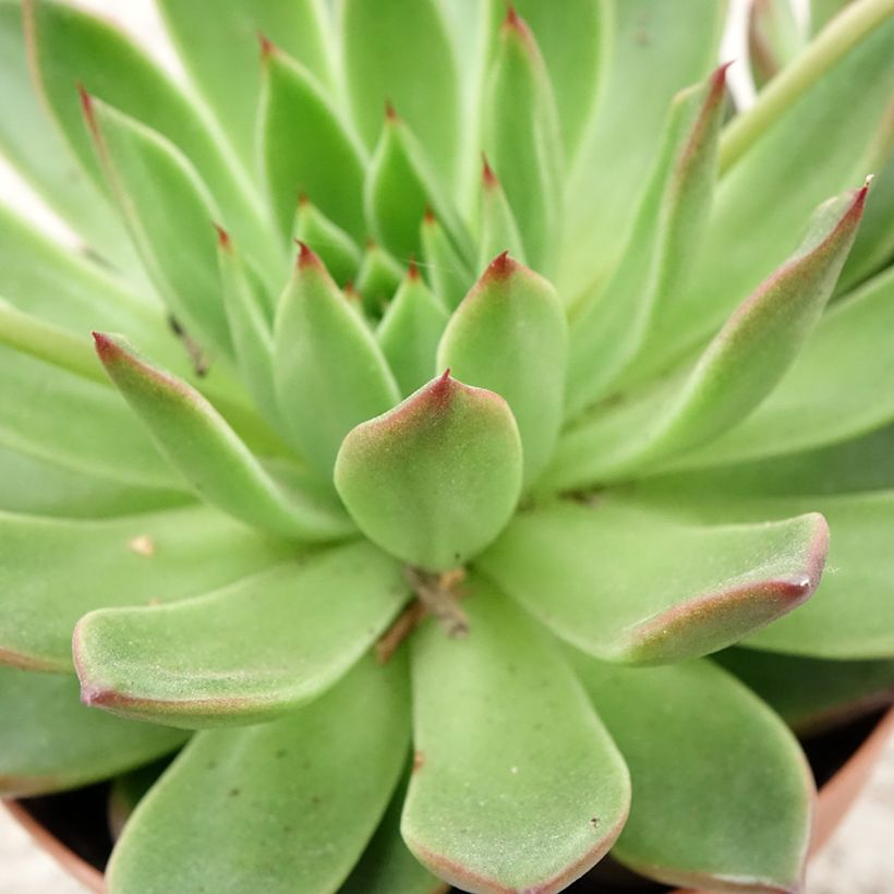 Echeveria agavoides (Follaje)