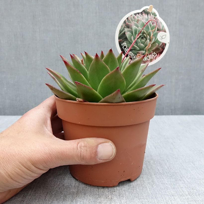 Echeveria agavoides Maceta 1L/1,5L Ejemplar entregado en la primavera