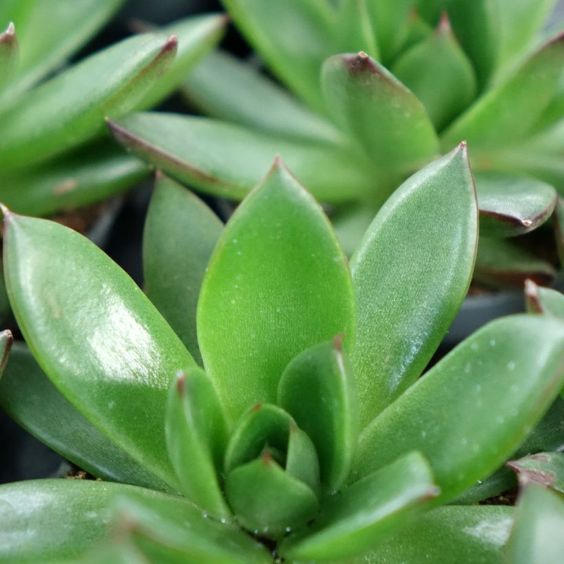 Echeveria agavoides Red Tip (Follaje)