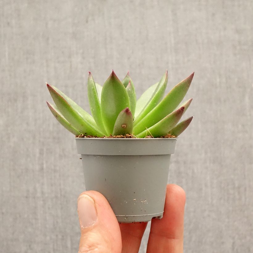 Echeveria agavoides Red Tip miniplanta Ejemplar entregado en la primavera