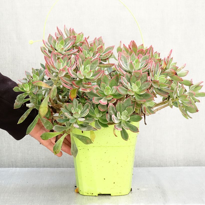 Ejemplar de Echeveria Devotion Maceta 3L/4L entregado en otoño