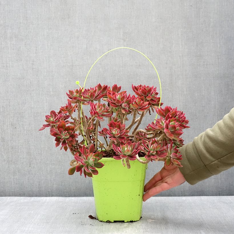 Echeveria Devotion Maceta 3L/4L Ejemplar entregado en invierno