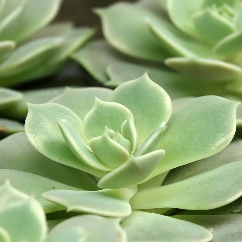 Echeveria Lola (Follaje)