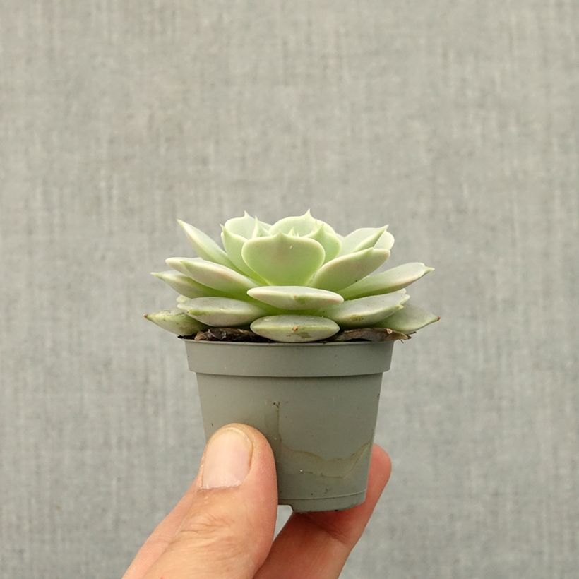 Echeveria Lola Mini-plante Ejemplar entregado en la primavera
