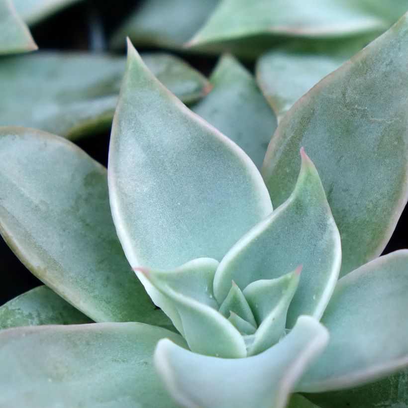 Echeveria Madiba (Follaje)