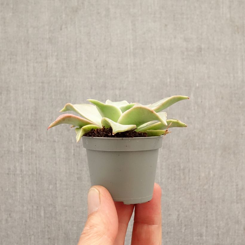 Echeveria Madiba miniplanta Ejemplar entregado en la primavera