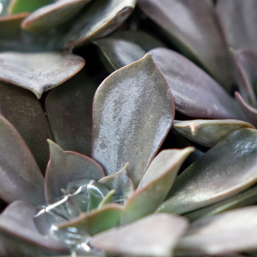 Echeveria Nina (Follaje)