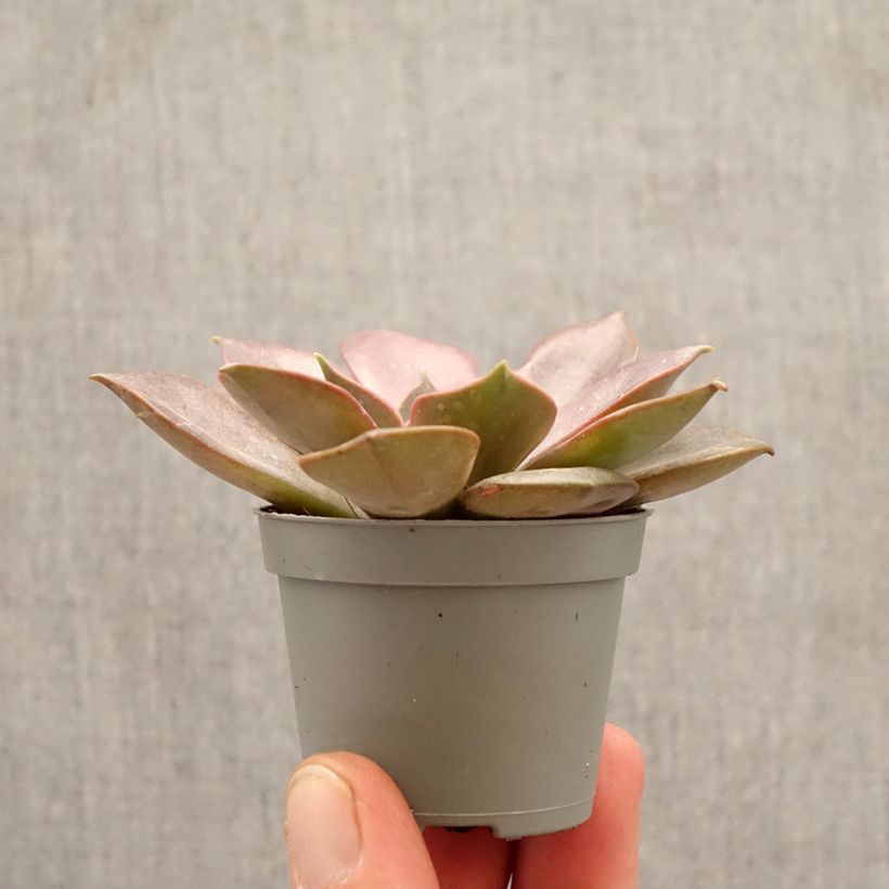 Echeveria Nina miniplanta Ejemplar entregado en la primavera