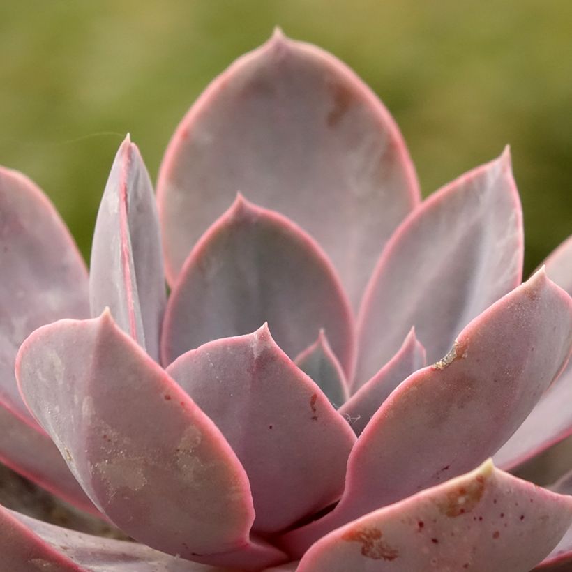 Echeveria Perle Von Nürnberg (Follaje)