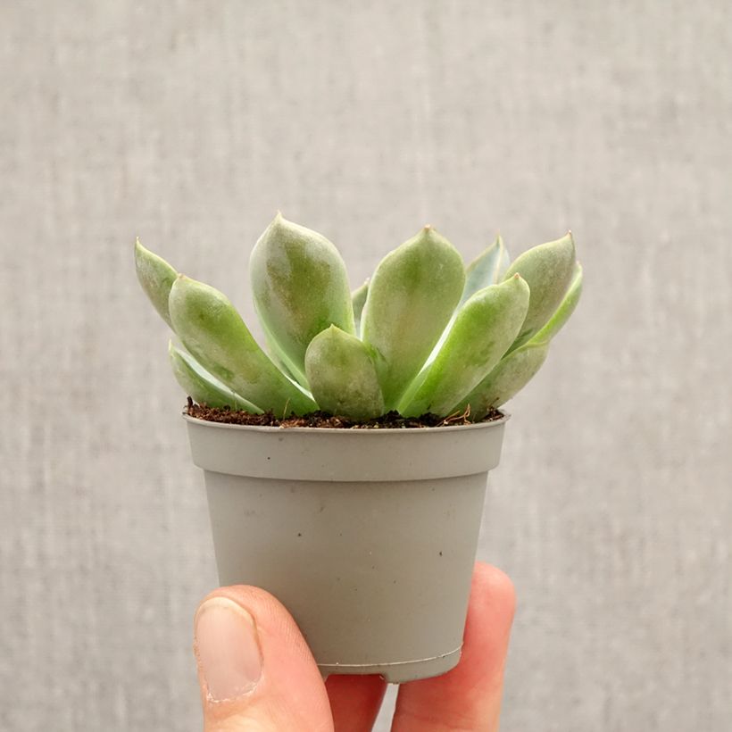 Echeveria Pink Edge miniplanta Ejemplar entregado en la primavera