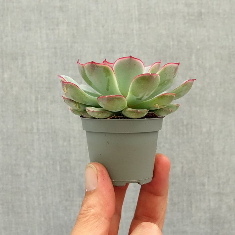 Echeveria pulidonis miniplanta Ejemplar entregado en la primavera