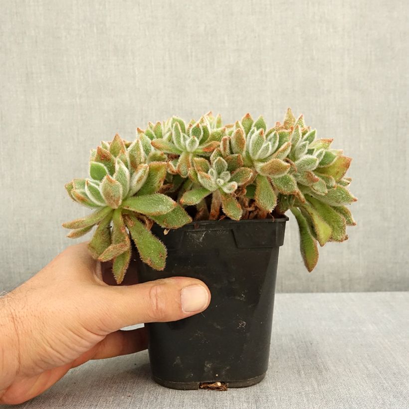 Ejemplar de Echeveria setosa Maceta 1L/1,5L entregado en verano