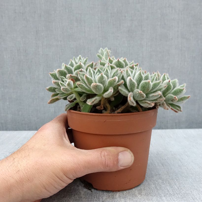 Echeveria setosa Maceta 1L/1,5L Ejemplar entregado en la primavera