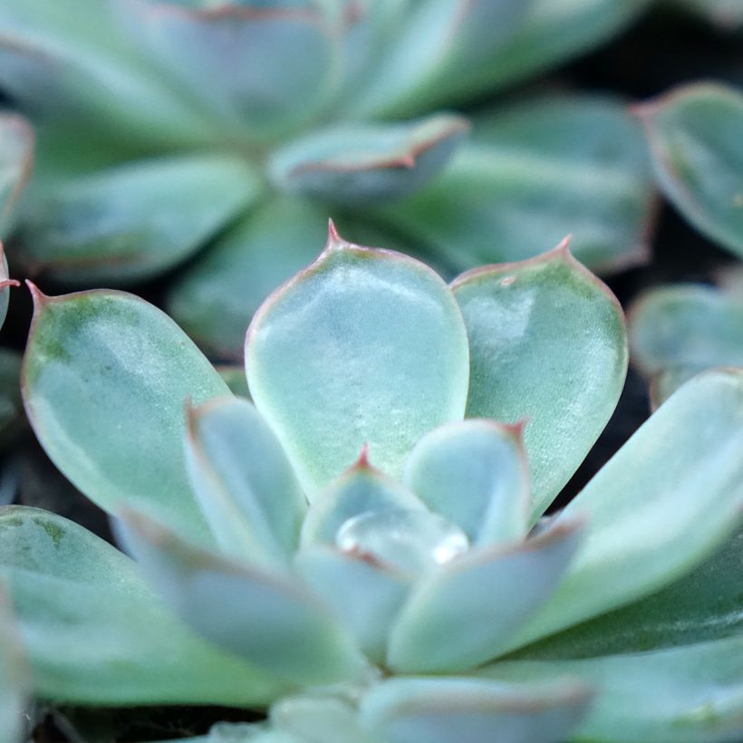 Echeveria Shira (Follaje)