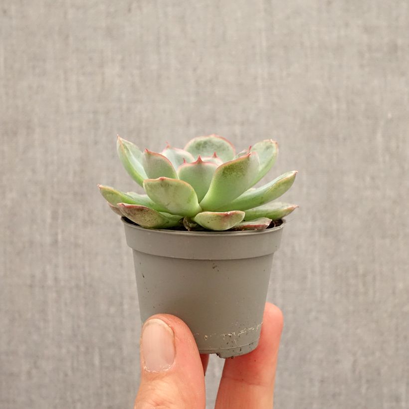 Echeveria Shira miniplanta Ejemplar entregado en la primavera