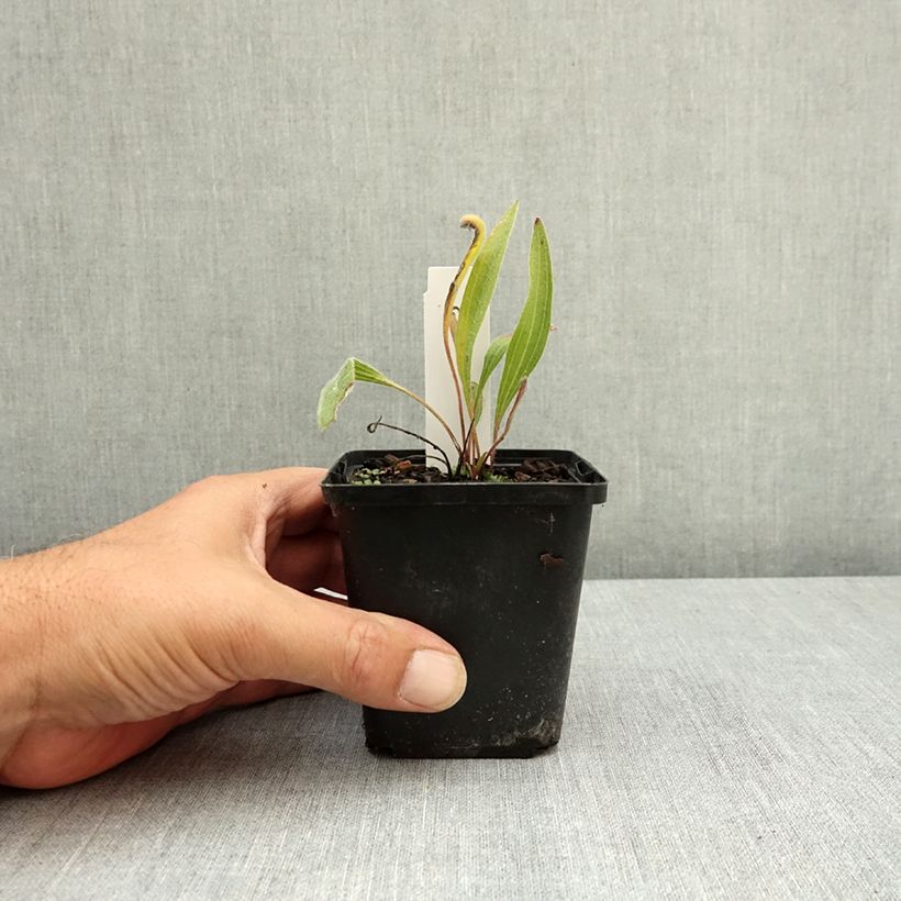 Ejemplar de Equinácea de hoja estrecha - Echinacea angustifolia Maceta de 8/9 cm entregado en verano