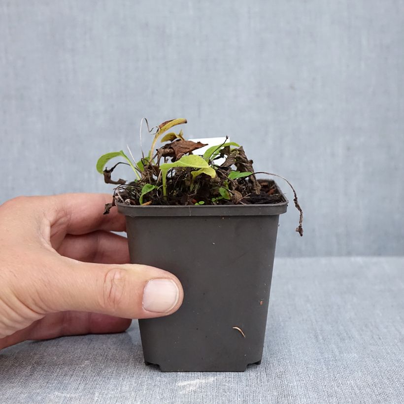 Ejemplar de Echinacea purpurea Avalanche Maceta de 8/9 cm entregado en otoño