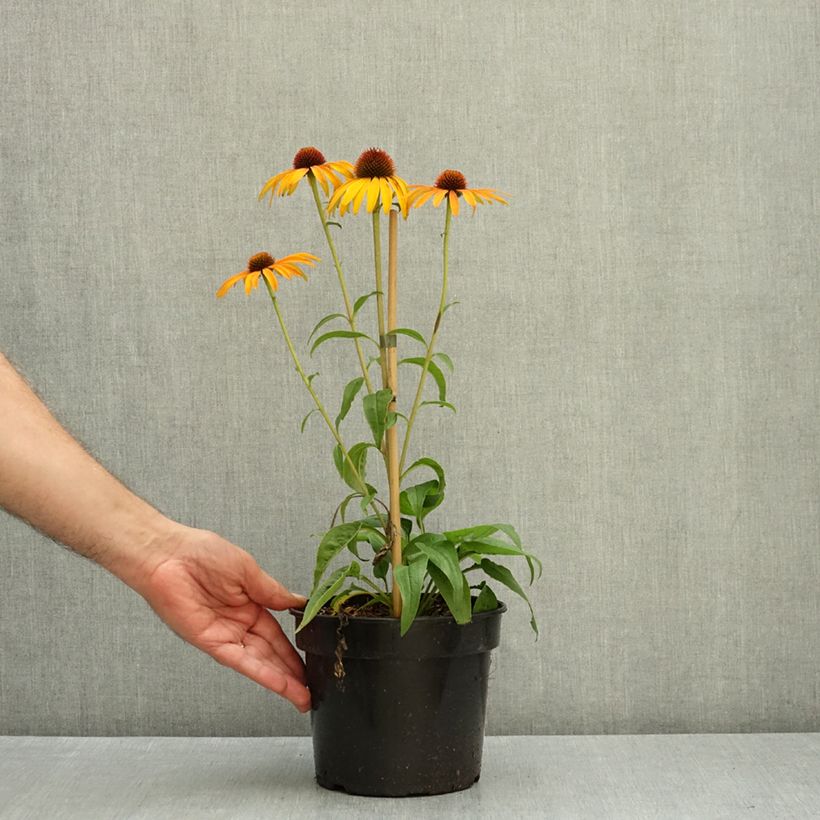 Ejemplar de Echinacea Big Kahuna Maceta 3L/4L entregado en otoño
