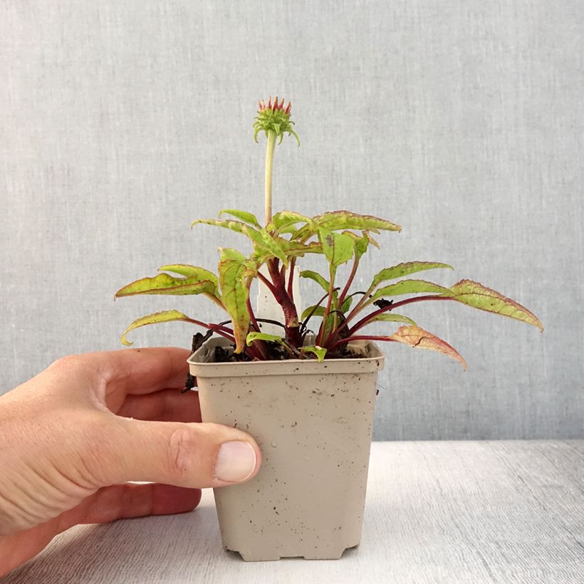 Ejemplar de Echinacea purpurea Cheyenne Spirit Maceta de 8/9 cm entregado en verano