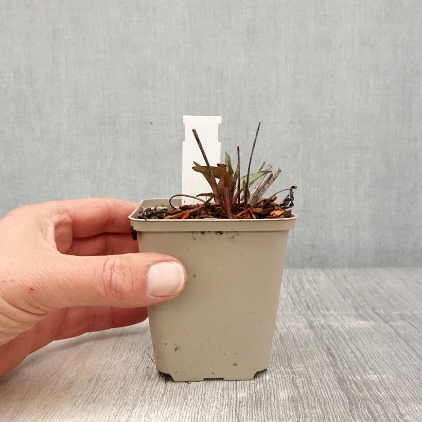 Echinacea purpurea Cheyenne Spirit Maceta de 8/9 cm Ejemplar entregado en la primavera