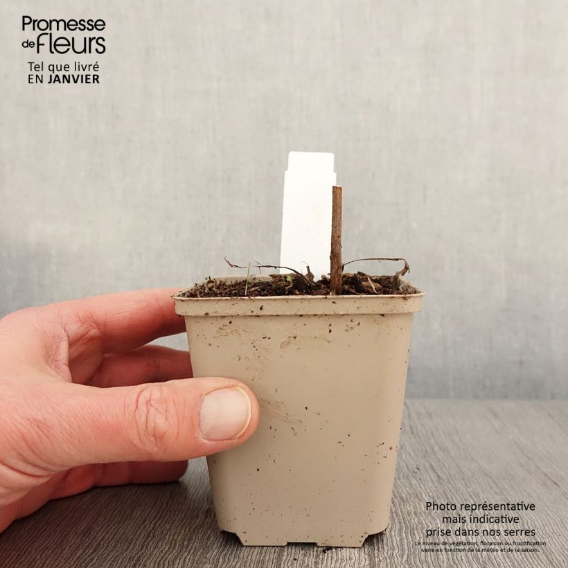 Echinacea purpurea Colourburst Orange Maceta de 8/9 cm Ejemplar entregado en invierno