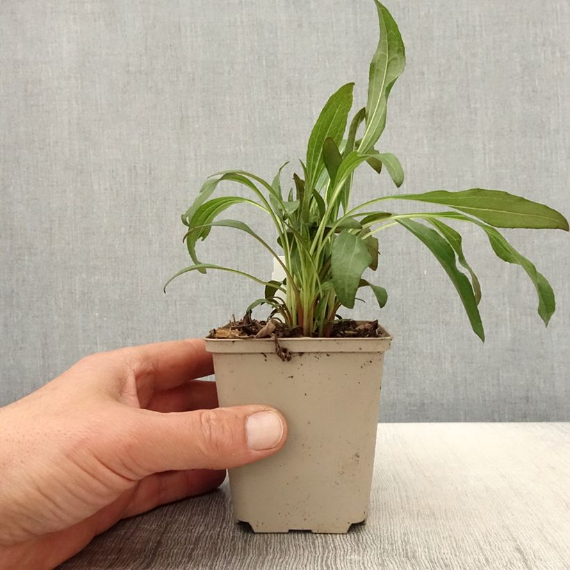 Echinacea purpurea Colourburst Orange Maceta de 8/9 cm Ejemplar entregado en la primavera