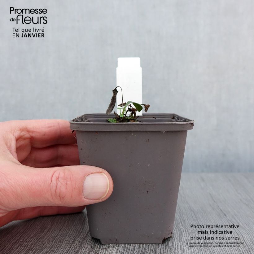 Echinacea Dark Shadows Wicked Maceta de 8/9 cm Ejemplar entregado en invierno