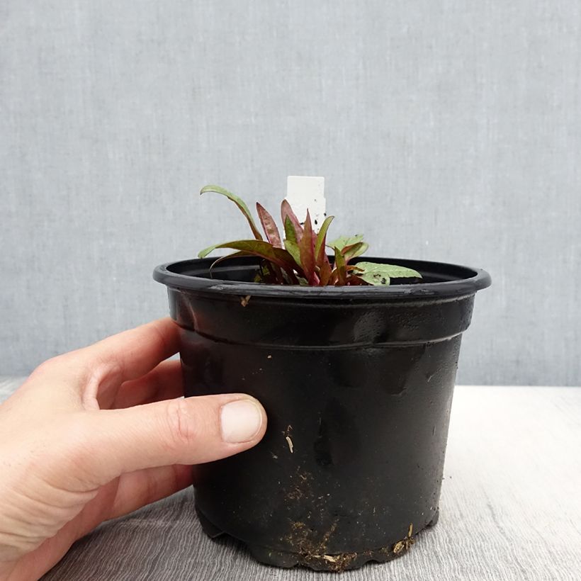 Echinacea purpurea Fatal Attraction Maceta 2L/3L Ejemplar entregado en la primavera