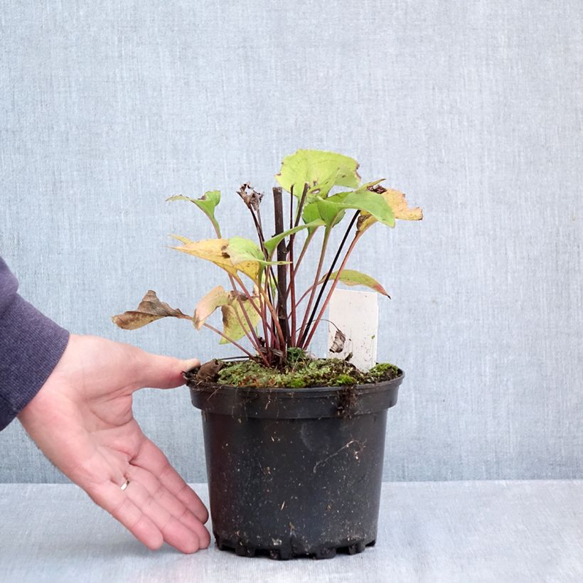 Ejemplar de Echinacea purpurea Green Twister Maceta 1,5L/2L entregado en otoño