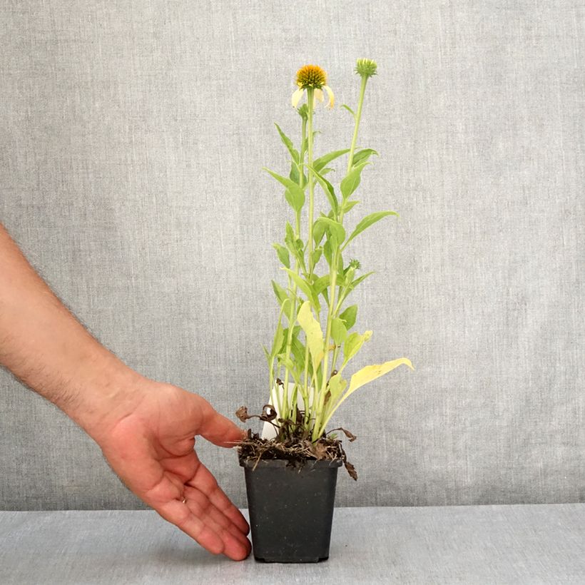 Ejemplar de Echinacea purpurea Harvest Moon Maceta de 8/9 cm entregado en verano