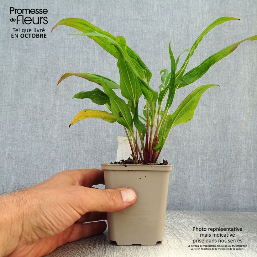 Ejemplar de Echinacea purpurea Hot Papaya Maceta de 8/9 cm entregado en otoño