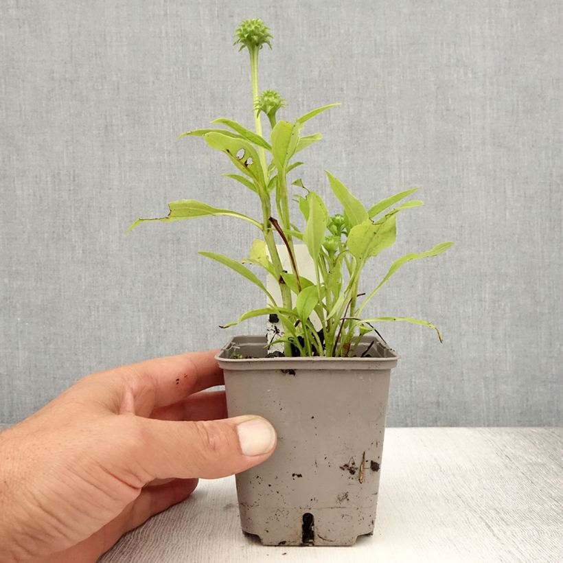 Ejemplar de Echinacea Kismet White Maceta de 8/9 cm entregado en verano