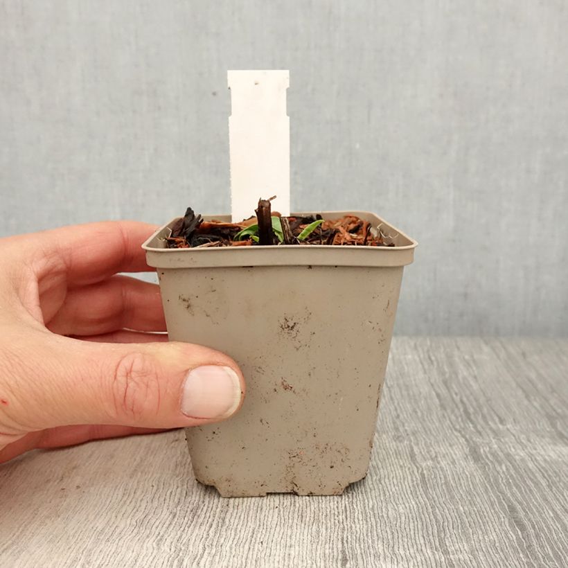 Echinacea Kismet White Maceta de 8/9 cm Ejemplar entregado en la primavera