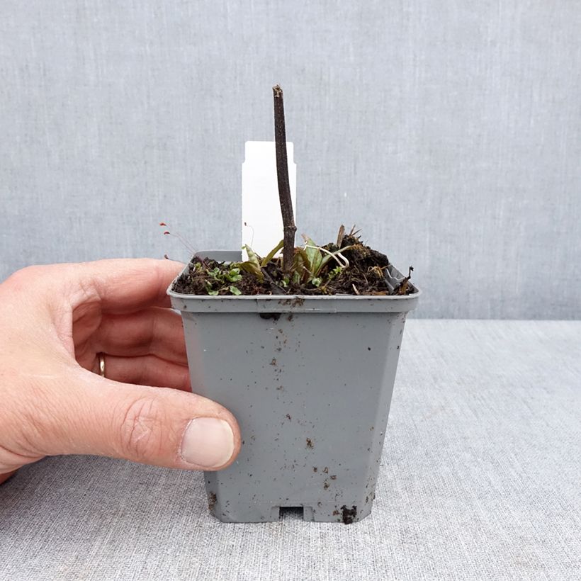 Echinacea purpurea Lakota Red Maceta de 8/9 cm Ejemplar entregado en la primavera