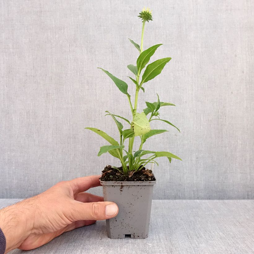 Ejemplar de Echinacea purpurea Lakota Yellow Maceta de 8/9 cm entregado en otoño