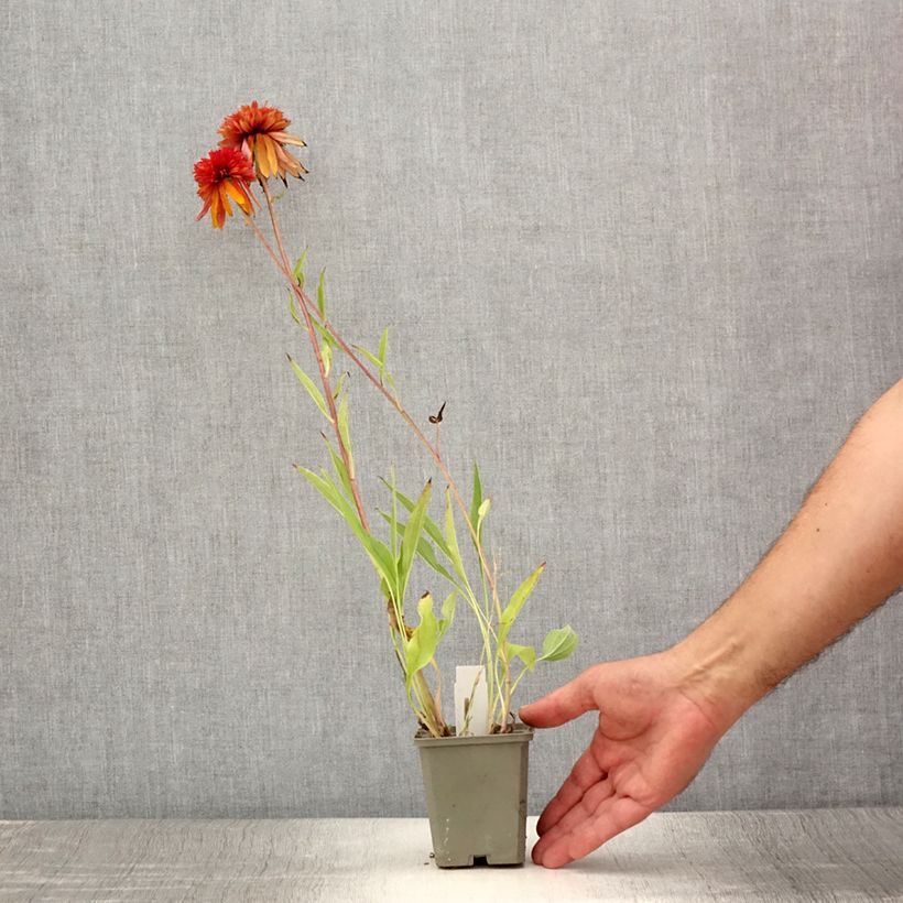 Ejemplar de Echinacea purpurea Marmalade Maceta de 8/9 cm entregado en verano