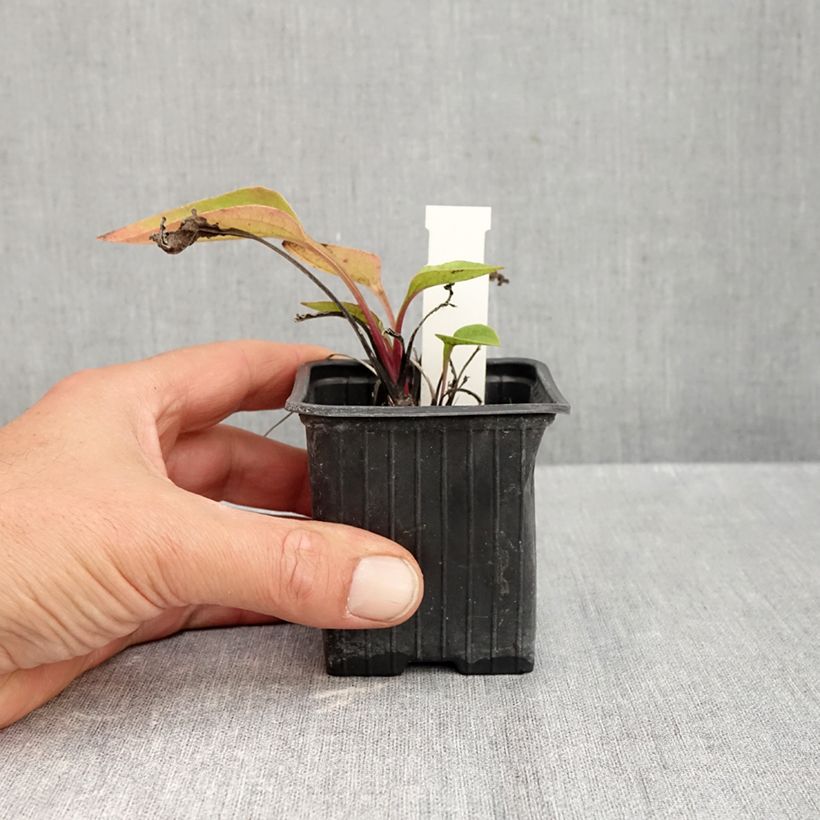 Ejemplar de Echinacea purpurea Maxima Maceta de 8/9 cm entregado en otoño