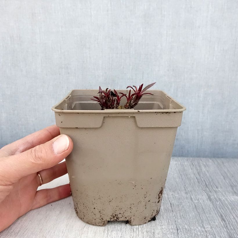 Echinacea pallida - Equinácea pálida Maceta 2L/3L Ejemplar entregado en la primavera