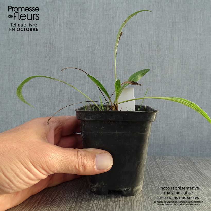 Ejemplar de Echinacea pallida Hula Dancer Maceta de 8/9 cm entregado en otoño