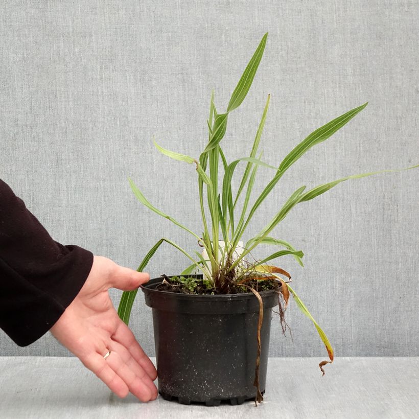 Ejemplar de Echinacea paradoxa - Equinácea paradójica Maceta 2L/3L entregado en otoño
