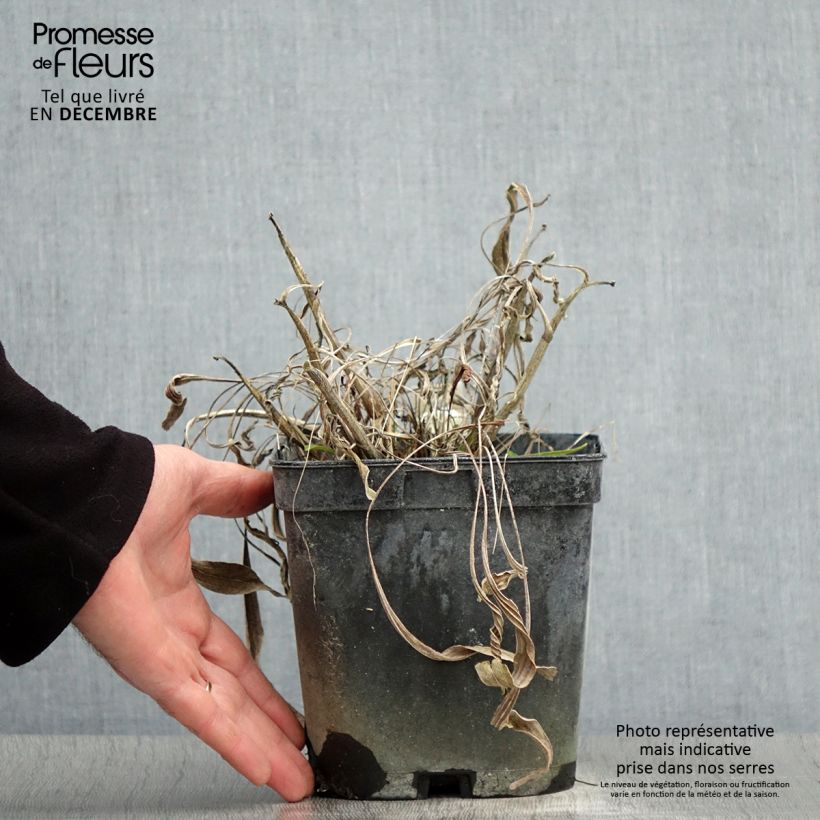 Echinacea paradoxa - Equinácea paradójica Maceta 2L/3L Ejemplar entregado en invierno