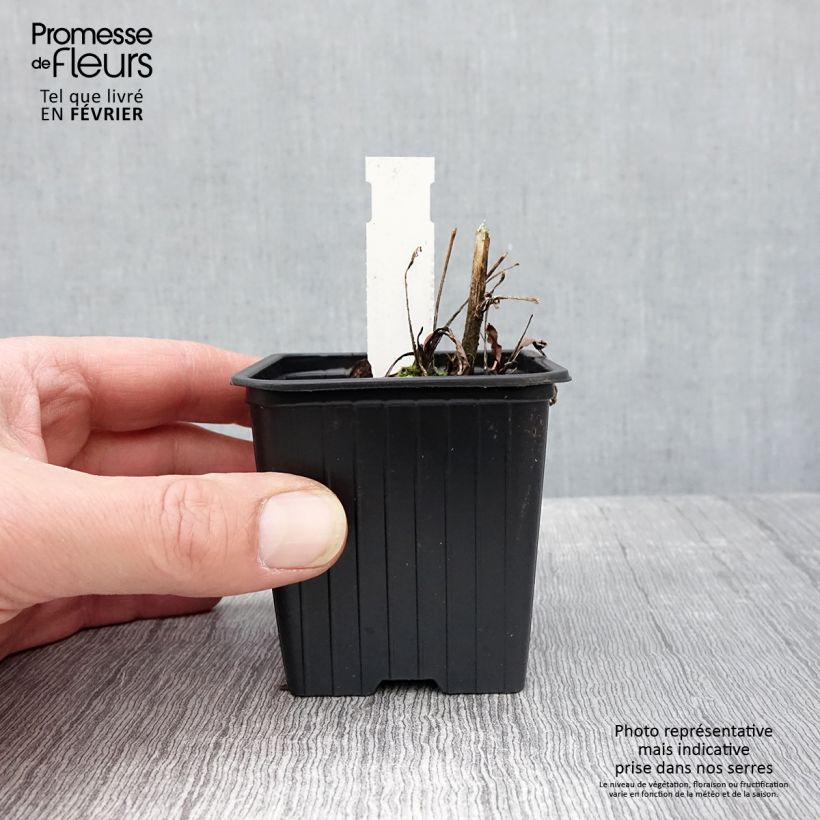 Echinacea purpurea Prima Ruby Maceta de 8/9 cm Ejemplar entregado en invierno