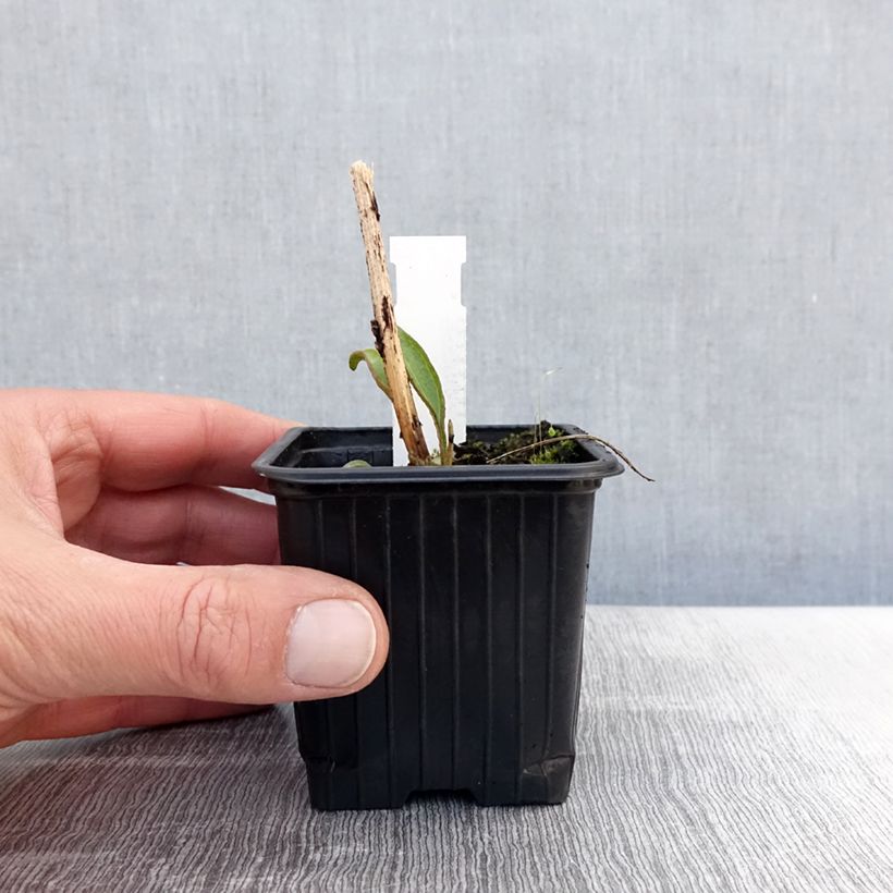 Echinacea purpurea Prima Ruby Maceta de 8/9 cm Ejemplar entregado en la primavera