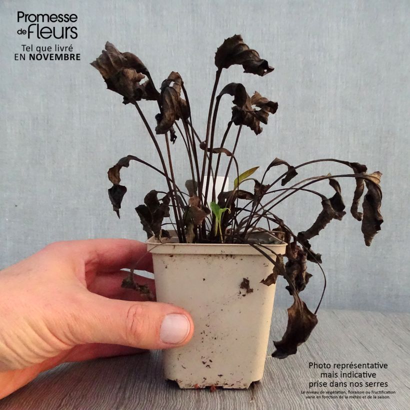 Ejemplar de Echinacea purpurea Purity Maceta de 8/9 cm entregado en otoño