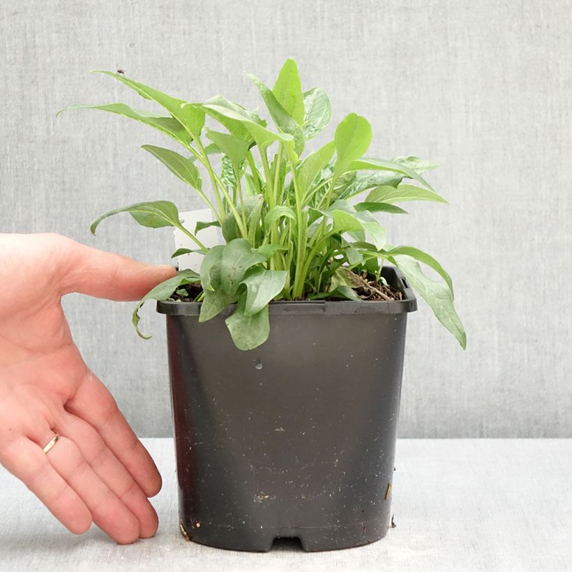 Echinacea purpurea Alba Maceta 2L/3L Ejemplar entregado en la primavera