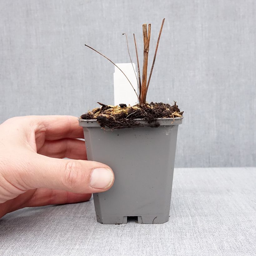 Echinacea purpurea Augustkönigin Maceta de 8/9 cm Ejemplar entregado en invierno