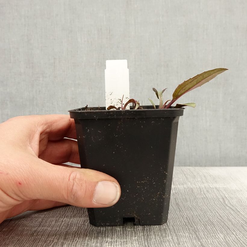 Echinacea purpurea Augustkönigin Maceta de 8/9 cm Ejemplar entregado en la primavera