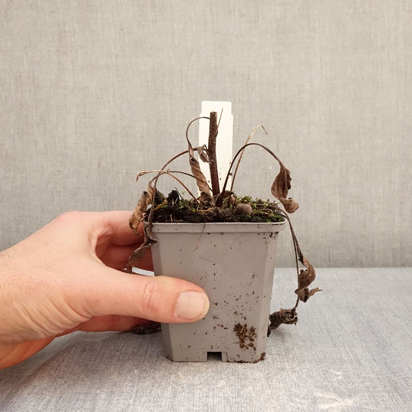 Echinacea purpurea Delicious Candy Maceta de 8/9 cm Ejemplar entregado en invierno