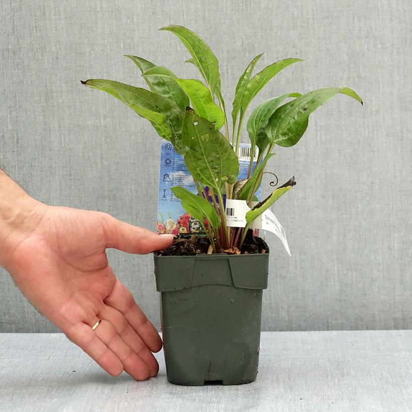 Ejemplar de Echinacea purpurea Delicious Candy Maceta 1,5L/2L entregado en verano