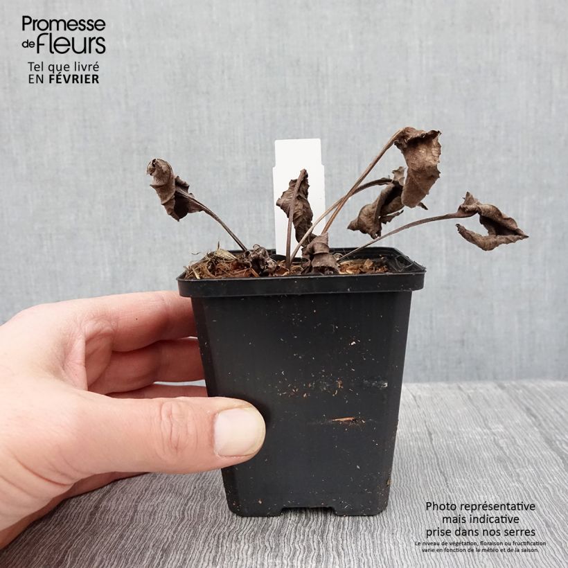 Echinacea purpurea Espinoso Green Maceta de 8/9 cm Ejemplar entregado en invierno